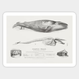 The Greenland Whale, Blue Whale by George Johann Scharf Sticker